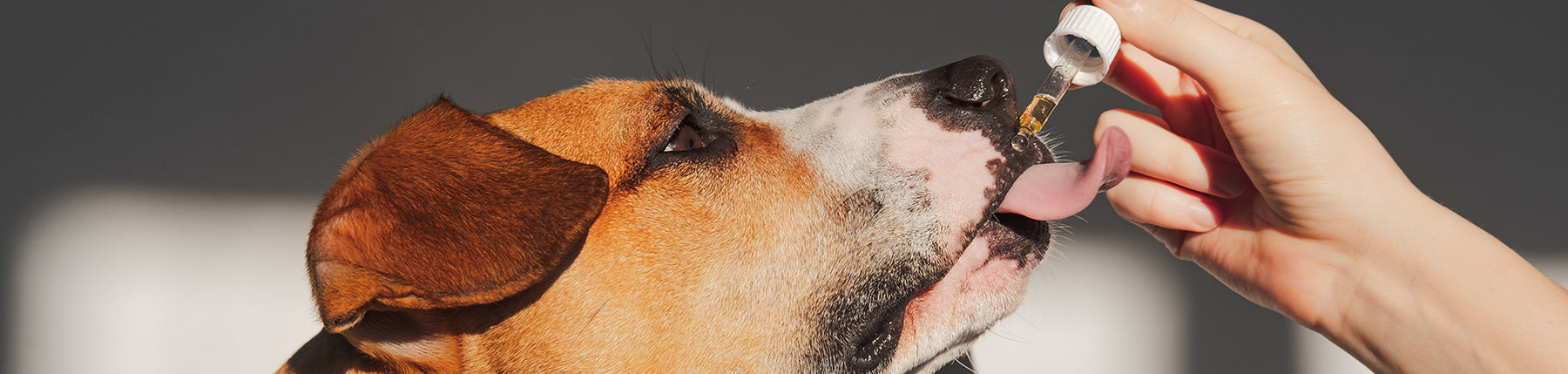 CBD für Hunde - Dosierung und Anwendung